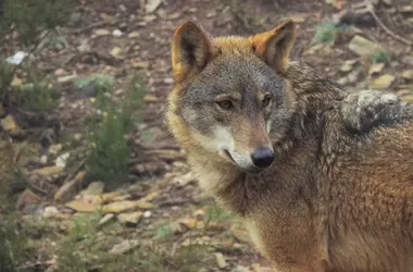 Cooperación y Subsidios: Claves para la Coexistencia Armoniosa entre Ganaderos y Lobos
