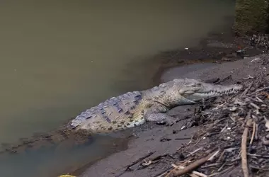 Cocodrilos en Panamá: entre la urbanización y la coexistencia