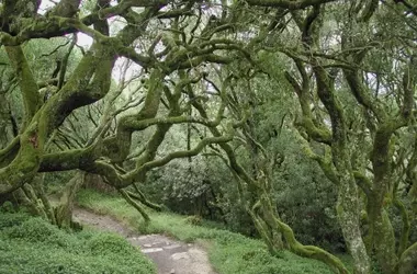 Mata do Bussaco: El Primer Santuario Terapéutico Forestal de la Península Ibérica