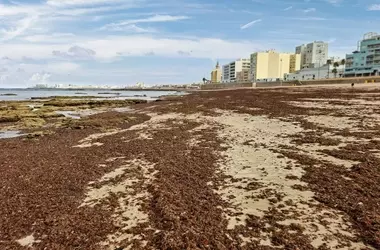 Innovadora Aplicación Móvil para el Monitoreo Ciudadano del Alga Invasora Asiática