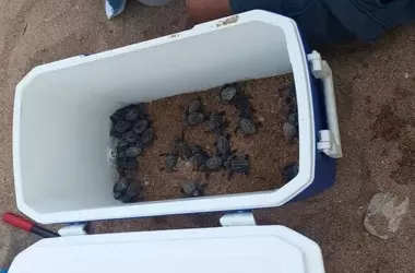 Descubrimiento Asombroso: Nacen Decenas de Crías de Tortuga Boba en Playa de Alicante