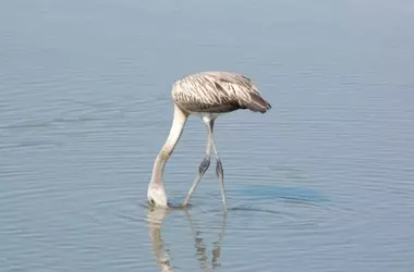 Doñana: entre la inacción política y la amenaza ambiental