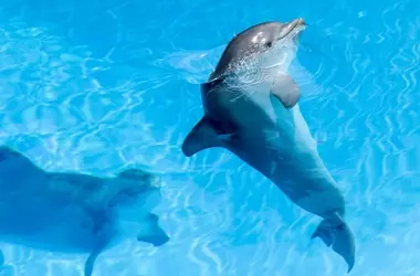 Fracasa la reubicación de delfines de Marineland: Ocho cetáceos permanecen en España y otros se dirigen a la península