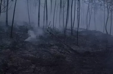 La Imperativa Recuperación del Suelo Post-Incendio para Preservar la Vida