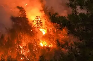 La Resiliencia de Collserola: Un Incendio Sacude Barcelona y Desata la Indignación Vecinal