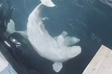 Un Viaje de Esperanza: Belugas y Delfines Salvados Llegan a Valencia