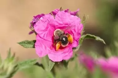 Doñana: un santuario esencial para la diversidad de abejas ibéricas