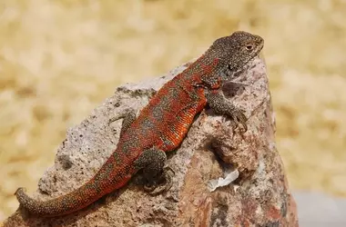 Descubierta Nueva Especie de Lagartija Andina en Perú