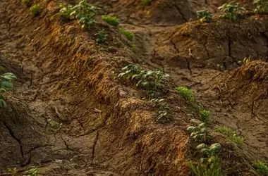 La FAO lanza una alerta global: la degradación del suelo pone en jaque la seguridad alimentaria