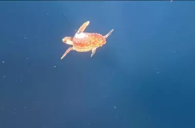 Regreso triunfal al océano para la tortuga Kalu después de su rehabilitación en el Acuario de San Sebastián
