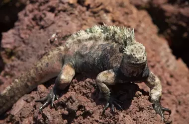 Incautadas 32 iguanas marinas de Galápagos en intento de contrabando en Ecuador