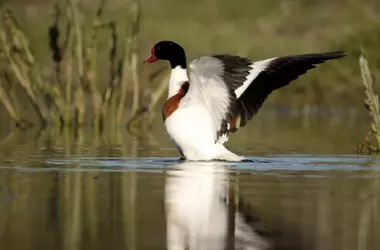 Oasis Volcánicos: Refugio de Vida en el Corazón de Ciudad Real