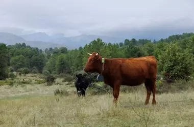 Cercados Virtuales: Revolucionando la Ganadería, Previniendo Incendios y Gestionando al Lobo