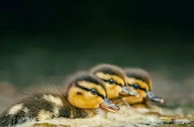 Doñana en Verano: Un Refugio Estratégico para las Aves Acuáticas