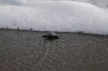 Mata Oscura: Santuario Vital para Tortugas Marinas en Panamá