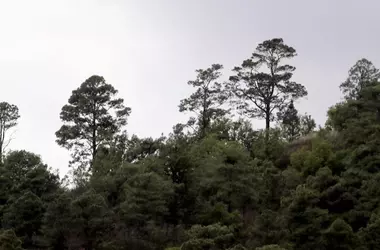 Pinos Exóticos del Hemisferio Sur: Crecimiento Acelerado y Resistencia a la Sequía