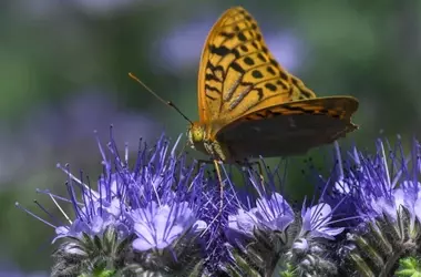Declive Acelerado de Aves y Mariposas en Europa: Un Futuro Incierto