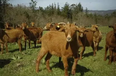 Agricultura Regenerativa: Estrategias para Combatir Incendios Forestales y Revitalizar Suelos