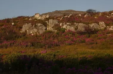 La Extinción Silenciosa: El Impacto del Cambio Climático en la Flora Alpina