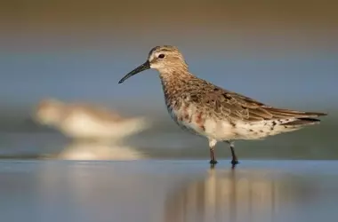 Día Mundial de las Aves Limícolas 2026: Una Llamada Urgente para la Conservación de Playas y Humedales
