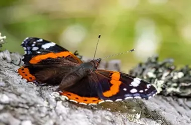 Aves y Mariposas Europeas: Políticas de Conservación Insuficientes Ante el Declive