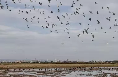 La comunicación científica de aves requiere narrativas atractivas, según Arturo Larena