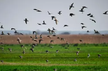El Declive de las Aves Agrícolas Revela la Crisis de Biodiversidad en la Agricultura