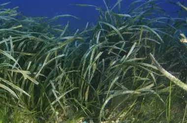 Anclajes Ilícitos y la Batalla por Salvar la Posidonia en Ibiza y Formentera