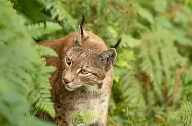 Sierra Morena: Santuario del Lince Ibérico con Población en Auge