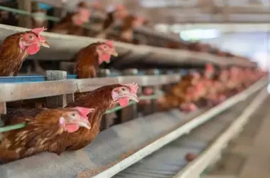 Ambientalistas desafían la expansión de una granja avícola en Tomelloso por impacto ambiental