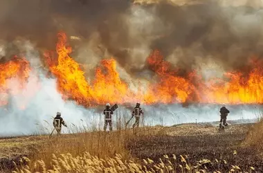 Urgencia Climática: Bomberos Forestales Permanentes para una Prevención Efectiva