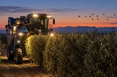 Andalucía prohíbe la recolección nocturna de aceitunas en olivares superintensivos para proteger a las aves