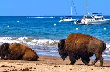 Bisontes en la Isla Catalina: Un Icono Cinematográfico con un Dilema Ambiental Profundo