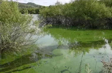 La Agonía de A Limia: Exigen Detener Macrogranjas y Recuperar Aguas Contaminadas