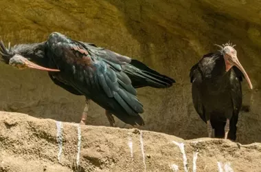 Liberación de Íbices Eremitas en Cataluña: Un Paso Clave para la Conservación