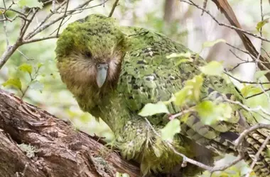 El renacimiento del Kākāpō: de 51 ejemplares al borde de la extinción a 325 gracias a un esfuerzo de conservación exitoso