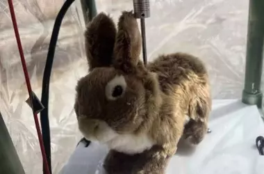 Innovadora estrategia en Florida: conejos robóticos para combatir la plaga de pitones birmanas