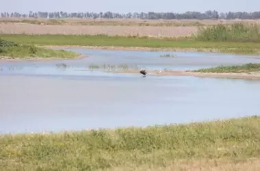 Doñana recupera su esplendor: el agua devuelve la vida a 84 hectáreas de humedal