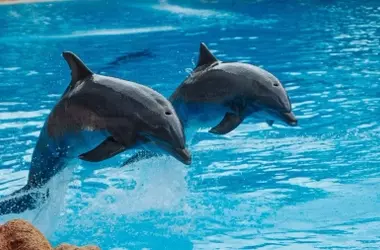 Organizaciones de Defensa Animal Exigen el Cierre de Espectáculos con Animales Marinos en Selwo Marina