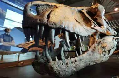 La temperatura corporal del Tyrannosaurus Rex desvelada por sus dientes