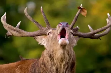 La Berrea en Monfragüe: Un Espectáculo Natural que Demanda Respeto