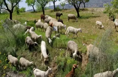 Castilla-La Mancha Impulsa el Pastoreo para la Prevención de Incendios tras Pérdida de 41.106 Hectáreas