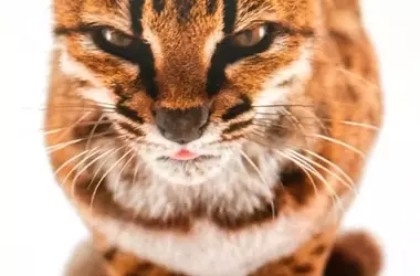 Felino Inédito en Bolivia: El 'Leopardus Tilcayo' Emerge Tras Más de un Siglo