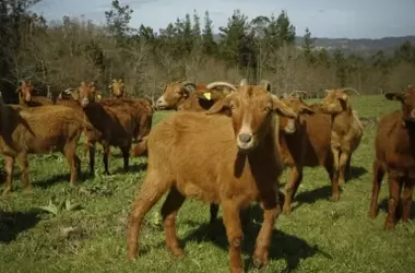 El pastoreo ecológico regresa a Xàbia: 250 cabras mitigan el riesgo de incendios en el Montgó