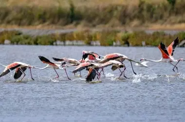 Flamencos: Viaje Migratorio de Otoño en la Península Ibérica