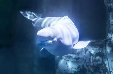 Inesperada Partida: Muerte de una Beluga Rescatada en el Oceanogràfic de Valencia