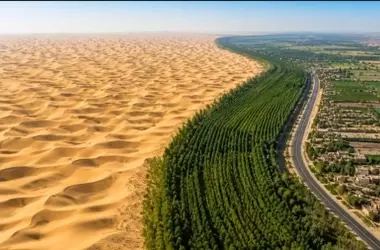 Descubrimiento de un Bosque Oculto Transforma la Lucha contra la Desertificación en Níger