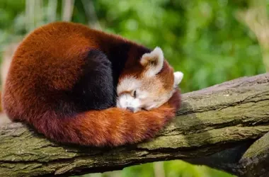 El Panda Rojo Lucha por Sobrevivir: Un Llamado Global para la Conservación de su Hábitat