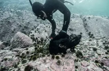 Noruega Revitaliza su Lecho Marino: De Desierto a Oasis de Algas y Peces