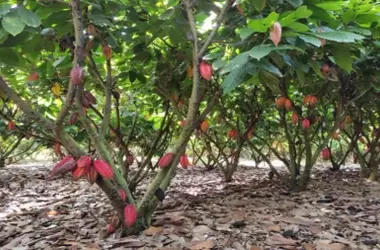 Lluvias Torrenciales Amenazan Cosechas Globales de Cacao y el Futuro del Chocolate